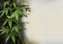 cannabis-4271767_1280
